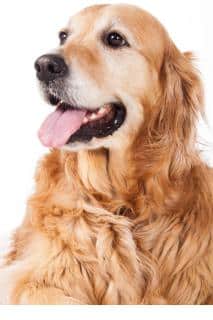 séborrhée grasse chez le chien symptômes 