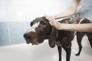 séborrhée grasse du chien traitements