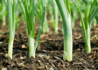 semis plantation oignon nouveau blanc