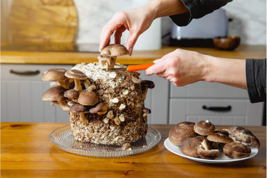 Shiitake bienfaits pour la santé et utilisation en cuisine