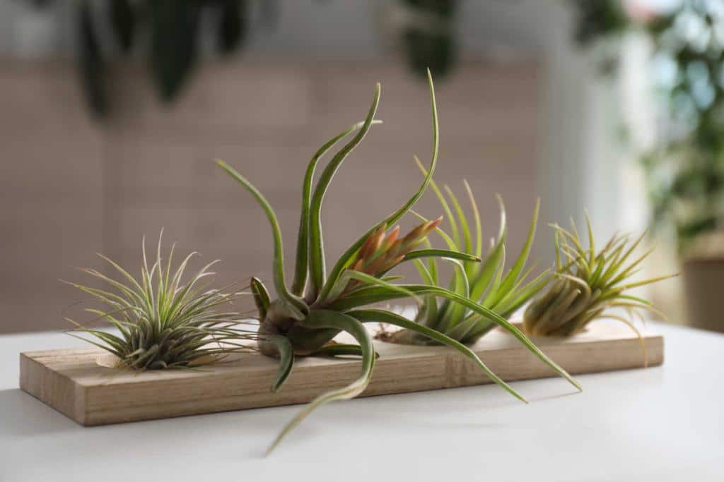 tillandsia