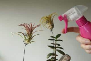 tillandsia arrosage