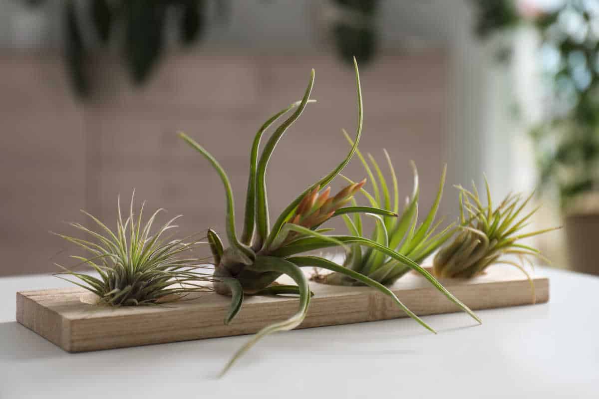 tillandsia