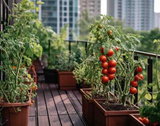 tomate en pot