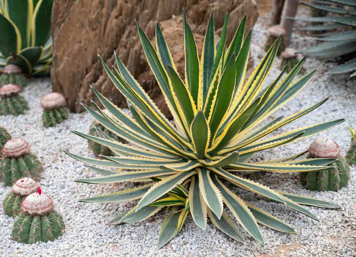 Cactus et plantes grasses : culture, arrosage et entretien