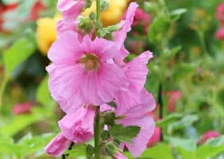 Alcea rosea entretien