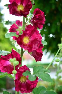 Alcea rosea plantation