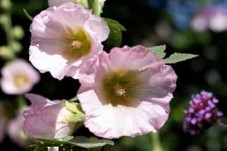 Alcea rosea - rose tremiere