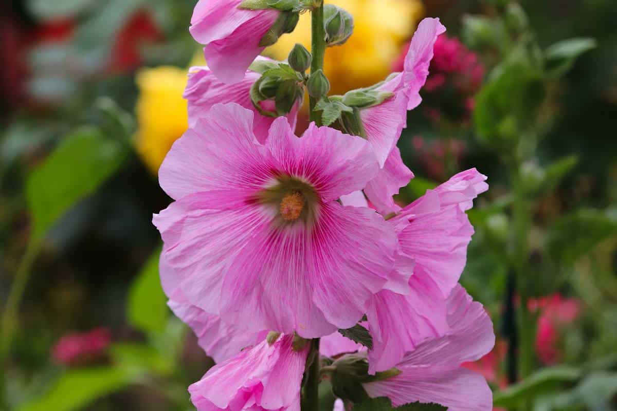 Alcea rosea