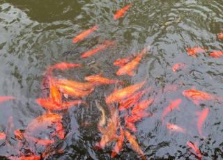 Banc de poissons rouges