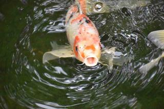 Alimentation de la Carpe Koï en bassin