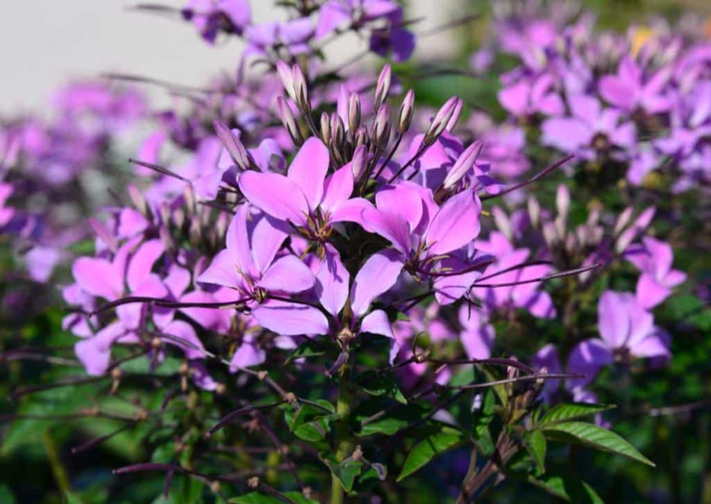 Cleome Senorita