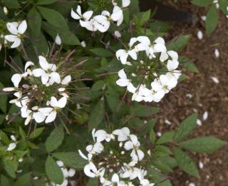 Cleome Senorita blanca