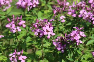 Cleome Senorita rosalita