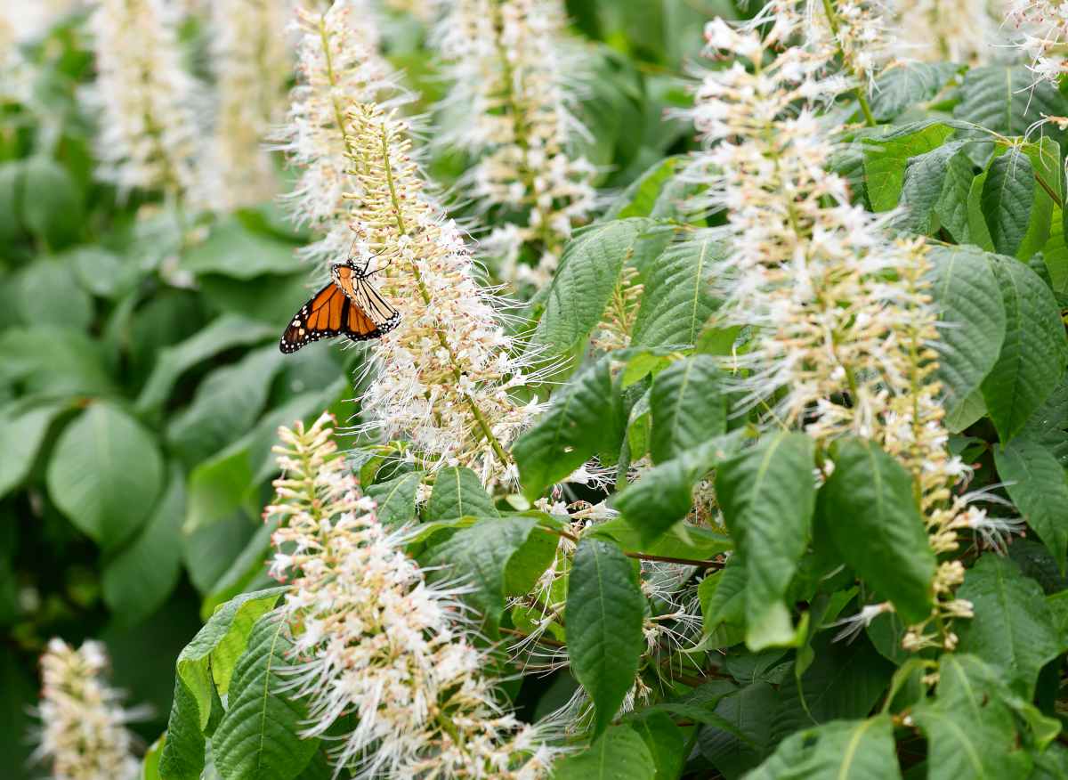 Clethra alnifolia - clèthre à feuilles d'aulne