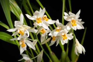 Coelogyne nitida