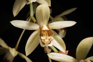 Orchidée Coelogyne tomentosa