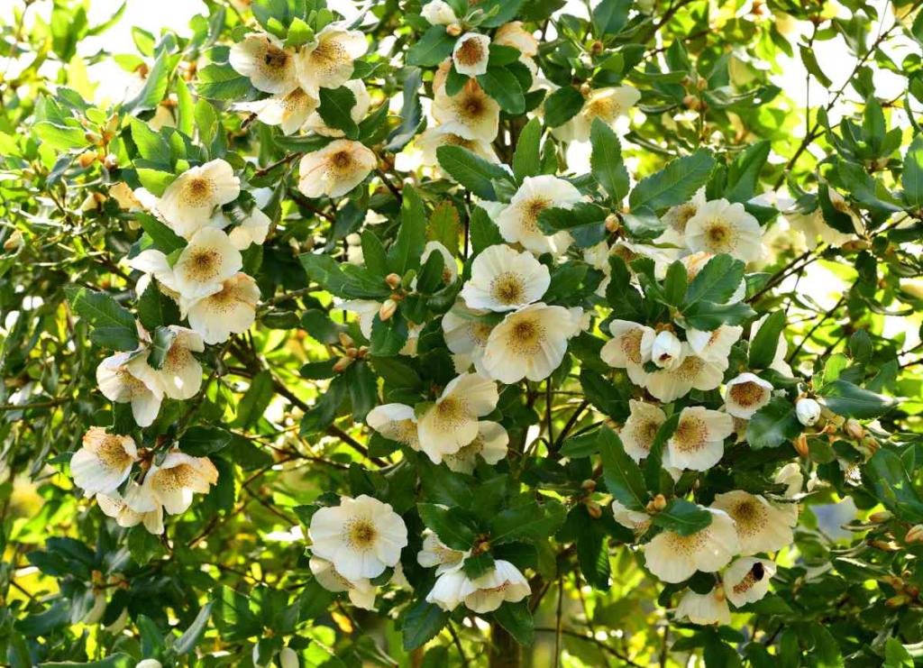 Eucryphia