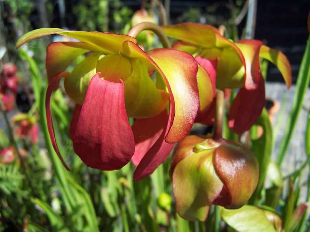 sarracenia