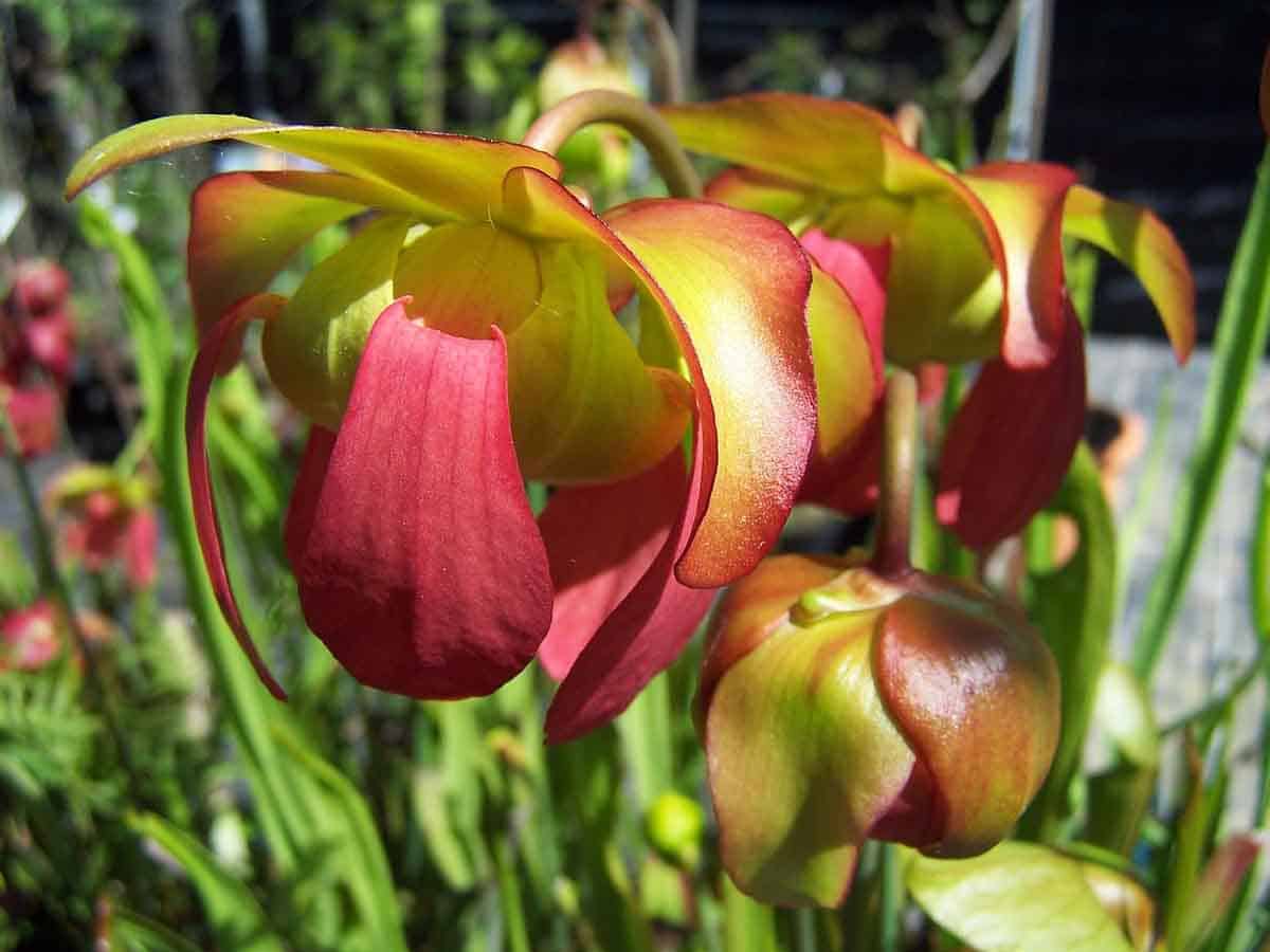 sarracenia