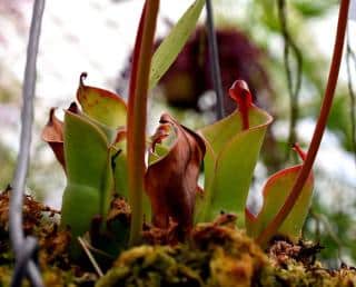 Heliamphora Pulchella