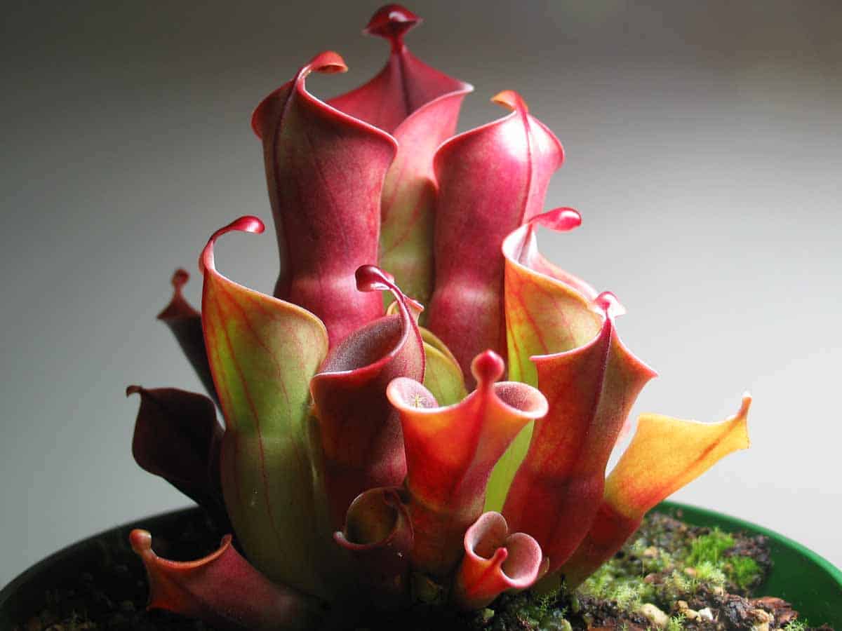 Heliamphora minor var minor