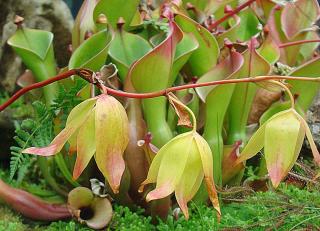 Heliamphora nutans