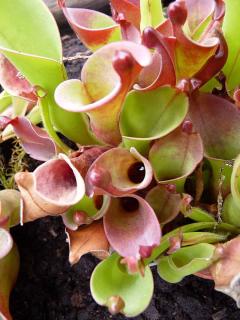 Heliamphora pulchella