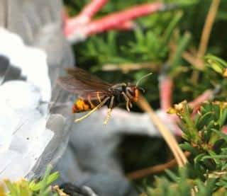 Les plantes qui attirent le frelon asiatique