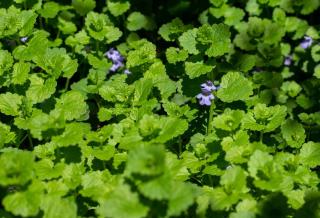 Lierre terrestre - Glechoma hederacea plantation