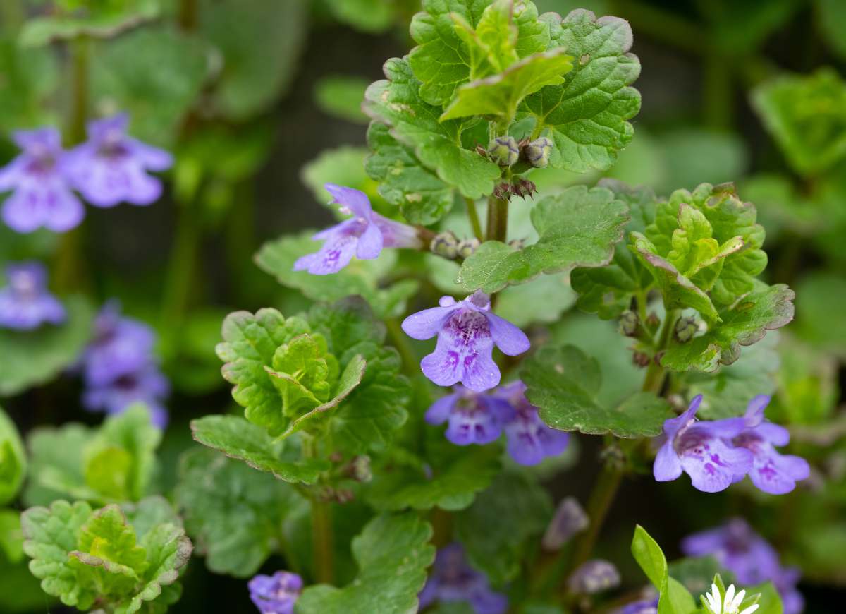 Lierre terrestre - Glechoma hederacea