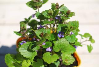 Lierre terrestre en pot - Glechoma hederacea