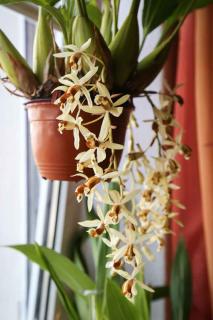 Orchidée Coelogyne flaccida