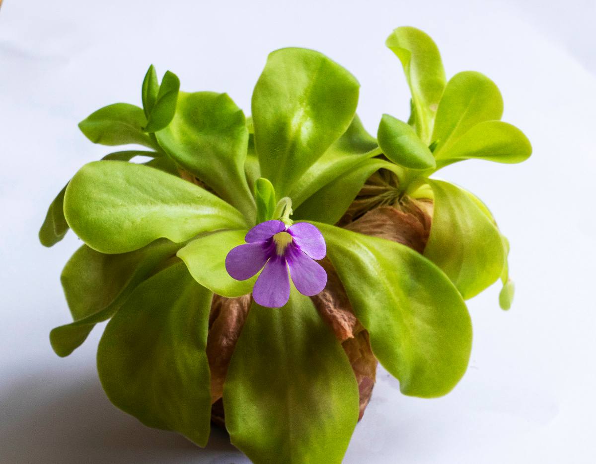 Pinguicula - grassette