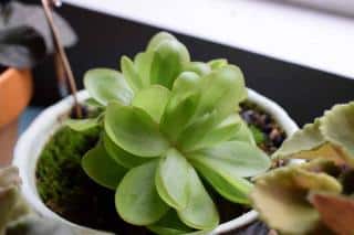 Pinguicula laueana