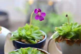 Pinguicula moranensis