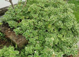 Plectranthus en extérieur