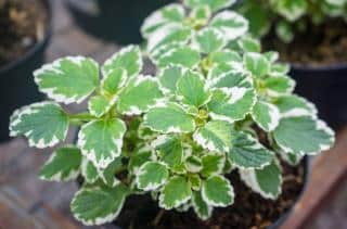 Plectranthus en pot en intérieur