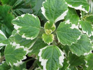 Plectranthus entretien culture