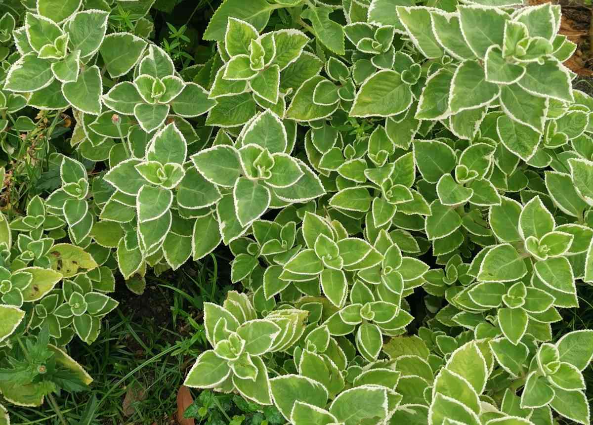 Plectranthus