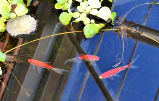 Poissons rouges de bassin