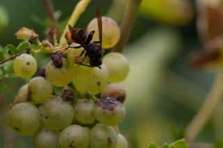 Raisin et frelon asiatique