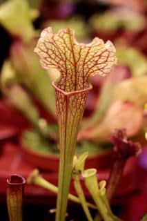 Sarracenia