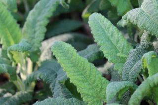 Sauge colibri - Salvia spathacea - culture entretien