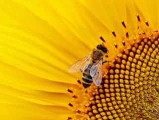 Tournesol et frelon asiatique