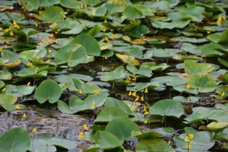 Utricularia, une plante carnivore aux pièges invisibles