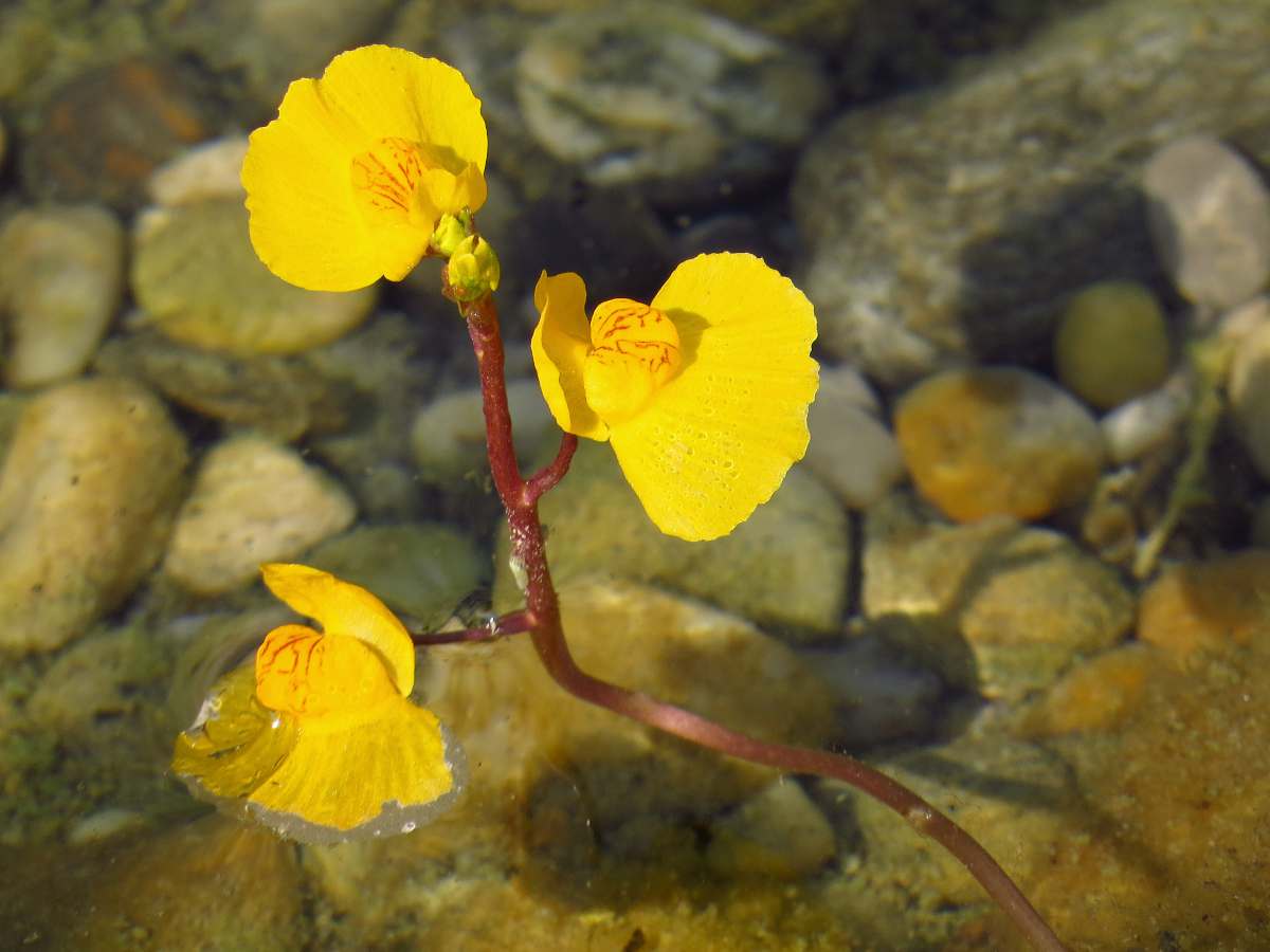 Utricularia - Utriculaire