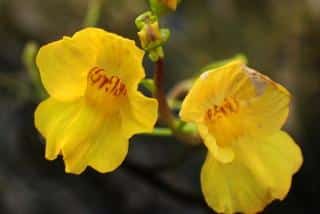 Utricularia floridana