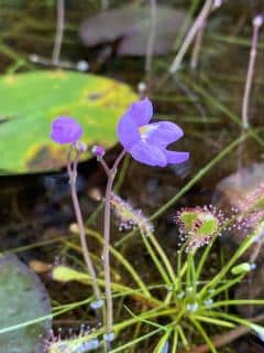 Utricularia purpurea