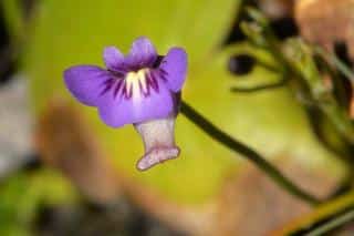 Utricularia violaceae